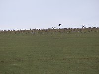 Schwäne machten Zwischenlandung bei Nordhausen Bild: Schwäne machten Zwischenlandung bei Nordhausen