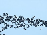 Wildgänse am Köckernsee Bild: Wildgänse am Köckernsee