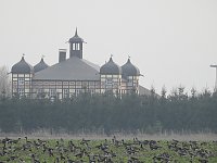 Wildgänse am Köckernsee Bild: Wildgänse am Köckernsee