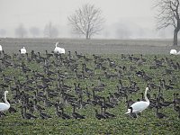 Wildgänse am Köckernsee Bild: Wildgänse am Köckernsee