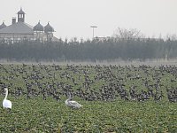 Wildgänse am Köckernsee Bild: Wildgänse am Köckernsee