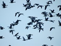 Wildgänse am Köckernsee Bild: Wildgänse am Köckernsee