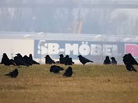 Bild: Zwischenstopp am Stadtrand - G&auml;nse rasteten bei Nordhausen