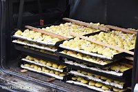 Bild: Kartoffelscheibenessen 2017