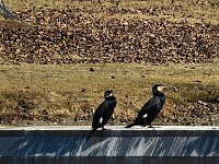 Bild: Sonnenbaden am Kiesschacht