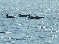 Bild: Sonnenbaden am Kiesschacht