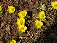 Bild: Die ersten Winterlinge
