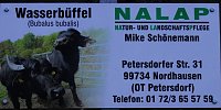 Bild: Peter Blei besucht die B&uuml;ffel