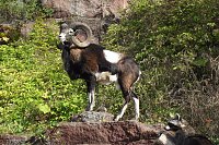 Bild: Ein einmaliges Erlebnis f&uuml;r Alt und Jung war das Jagdhornblasen auf der Burg bei Neustad.. Dort zeigte unter anderem ein Pr&auml;parator seine Kunst. Im Bild: Widder.