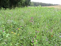 Bild: In Zusammenarbeit mit Landwirten bem&uuml;hen sich J&auml;ger um Bl&uuml;hstreifen. Ein solcher war auch im Raum Mauderode zu finden. Ein Verdienst von Vater und Sohn Kaempffe.