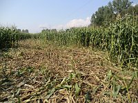 Bild: Schwarzwild kann erhebliche Sch&auml;den anrichten. Hier w&uuml;hlte es in einem Maisfeld.