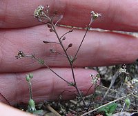 Bild: Erhalt der Zwerg-Steppenkresse (Hornungia petraea)