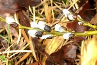Bild: Eisiger Fr&uuml;hling