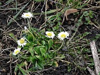 Bild: Spuren des Fr&uuml;hlings