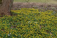 Bild: Fr&uuml;hjahrserwachen
