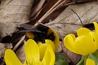 Bild: Fr&uuml;hjahrserwachen