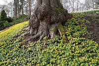 Bild: Fr&uuml;hjahrserwachen