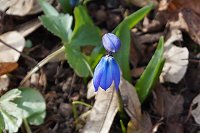 Bild: Fr&uuml;hjahrserwachen