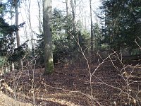 Der Stadtwald Bleicherode Bild: Der Stadtwald Bleicherode