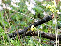 Bild: Die Natur erwacht am Rande der Stadt