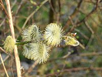 Bild: Die Natur erwacht am Rande der Stadt