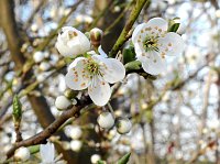 Bild: Die Natur erwacht am Rande der Stadt