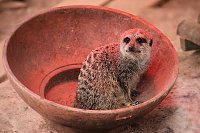 Besuch auf dem Possen Bild: Besuch auf dem Possen