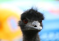 Besuch auf dem Possen Bild: Besuch auf dem Possen