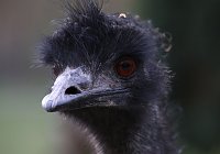 Besuch auf dem Possen Bild: Besuch auf dem Possen