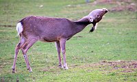 Besuch auf dem Possen Bild: Besuch auf dem Possen