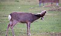 Besuch auf dem Possen Bild: Besuch auf dem Possen