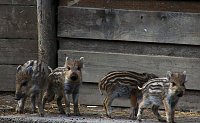 Besuch auf dem Possen Bild: Besuch auf dem Possen