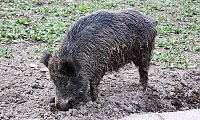 Besuch auf dem Possen Bild: Besuch auf dem Possen