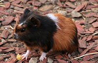 Besuch auf dem Possen Bild: Besuch auf dem Possen