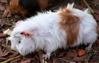 Besuch auf dem Possen Bild: Besuch auf dem Possen