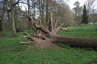 Bild: Der Wurzelbaum � Spielm&ouml;glichkeit f&uuml;r Kinder oder Sturm-Denkmal?
