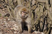 Bild: Affenwald