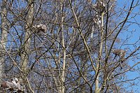Bild: Affenwald