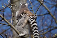 Bild: Affenwald