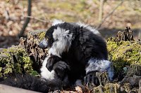 Bild: Affenwald