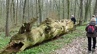 Wanderung zu den Märzenbechern Bild: Wanderung zu den Märzenbechern