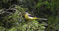 Wer kennt diesen Vogel? Bild: Wer kennt diesen Vogel?
