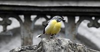 Wer kennt diesen Vogel? Bild: Wer kennt diesen Vogel?