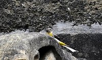 Wer kennt diesen Vogel? Bild: Wer kennt diesen Vogel?