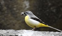 Wer kennt diesen Vogel? Bild: Wer kennt diesen Vogel?