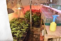 Cannabis-Plantage in Sundhausen Bild: Cannabis-Plantage in Sundhausen