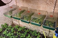 Cannabis-Plantage in Sundhausen Bild: Cannabis-Plantage in Sundhausen