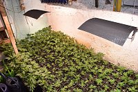 Cannabis-Plantage in Sundhausen Bild: Cannabis-Plantage in Sundhausen