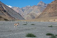 Impressionen vom Indischen Himalaya Bild: Impressionen vom Indischen Himalaya