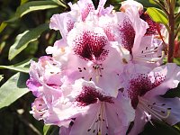 Bild: 22. Rhododendronfest in S&uuml;lzhayn